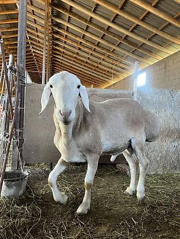 бройлер яйцо: Продаю | Баран (самец) | Для разведения | Племенные — 3