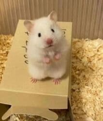 хомяк сирийский: ПРОДАЮ СИРИЙСКИХ ХОМЯЧКОВ,А ТАК ЖЕ КЛЕТКИ,КОРМ,ОПИЛКИ,ПРОГУЛОЧНЫЕ — 15