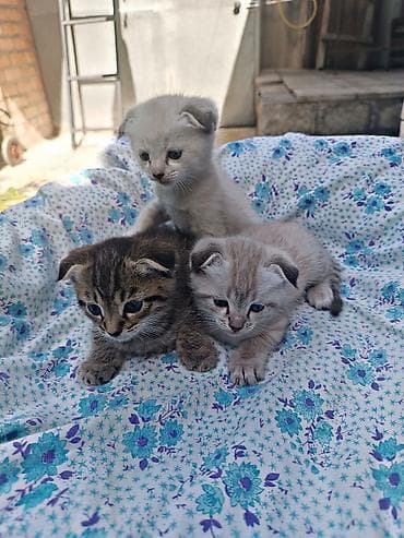 Шотландские вислоухие котята 2 мальчика и девочка (серый мальчик )