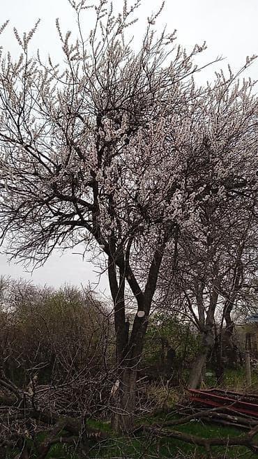 горная серафимовка: Продается дом 4 комнатный хорошо утепленный стена двойной пескоблок + — 2