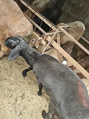 бараньи головы: Продаю | Баран (самец) | Для разведения — 2