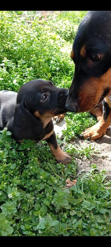 купить собаку в бишкеке: Такса, 2 месяца, Самец, С родословной — 10