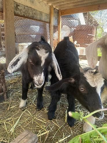 Сатам | Улак | Аргын | Көбөйтүү үчүн | Асыл тукумдуу — 3