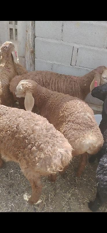 бенгальская кошка цена бишкек: Продаю | Ягненок | На забой | Племенные — 10