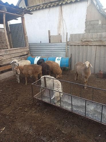Ушул козулар сатылат ургаачы баасы суйлошуу жолу менен at lalafo.kg Ушул козулар сатылат ургаачы баасы суйлошуу жолу менен