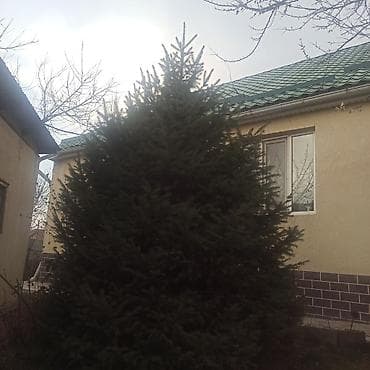 3куб: Ель (ель обыкновенная) для пересадки/декора участка - Крупномерное — 2