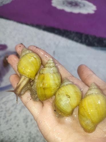 Африканские улитки Ахатина фулика (вариации окраса: жёлтая/полосатая)