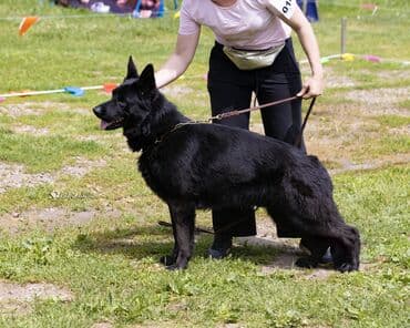 немецкая овчарка сколько стоит: Немецкая овчарка, 2 месяца, Самка, С прививкой, С родословной — 4