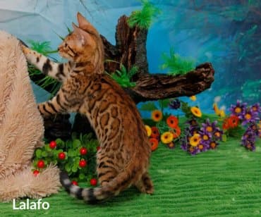 Бенгальская, 2 месяца, Девочка, Шоколадный