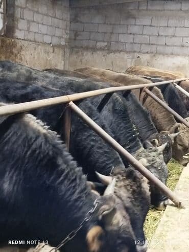 ульи пчелы: Продаю | Бык (самец) | Полукровка | На откорм | Привязанные — 1