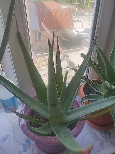 вьющиеся роза: Алоэ (Aloe vera/древовидное) в горшках - Крупные и средние экземпляры — 4