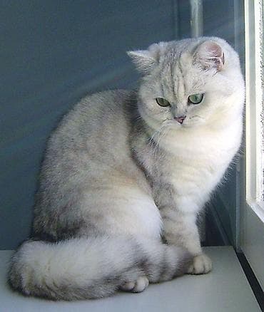 ищу кошку: Вязка: Британская короткошёрстная, Девочка, 2 года, С документами, С прививками, Серебристая шиншилла — 3