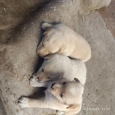 ковчег приют для животных бишкек: Собака даром: 1 месяц, Самец — 1