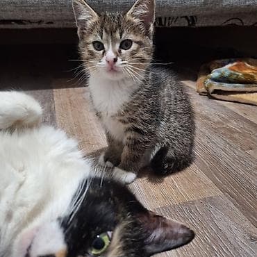 кошка продаётся: Котёнок тигрового окраса с белыми “носочками” и грудкой. - Полосатый — 1