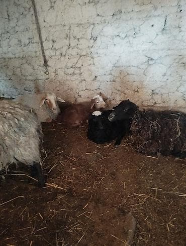 меринос овцы: Продаю | Овца (самка) | Полукровка | Для разведения | Матка — 7