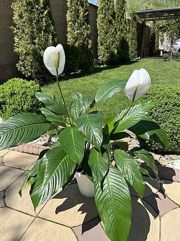 Спатифиллум (Spathiphyllum), комнатное растение в горшке
