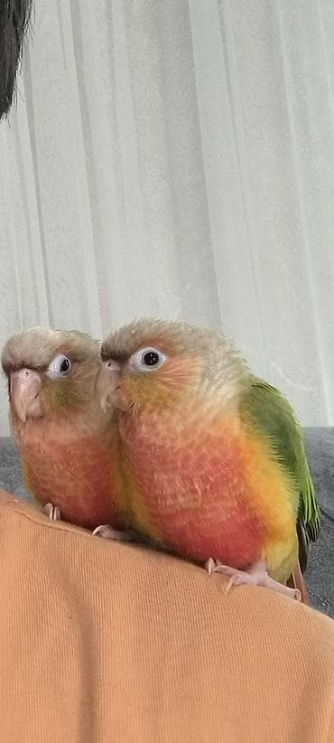 жапалак птица: Продаю попугайчика пирруру 2-х месячный,100% ручной,начал — 1