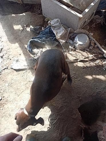 сколько стоит американская короткошёрстная кошка: Собака даром: Курцхаар, 10 месяцев, Самка, С прививкой — 4