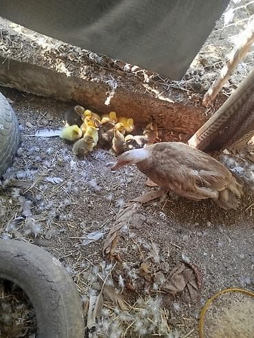 С/х животные и товары: Утка с выводком утят. - Вид: домашняя утка с собственными утятами. - — 1