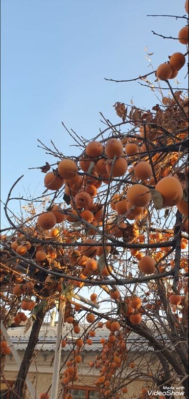 парта для дома бишкек: Хурма шоколад продам — 6