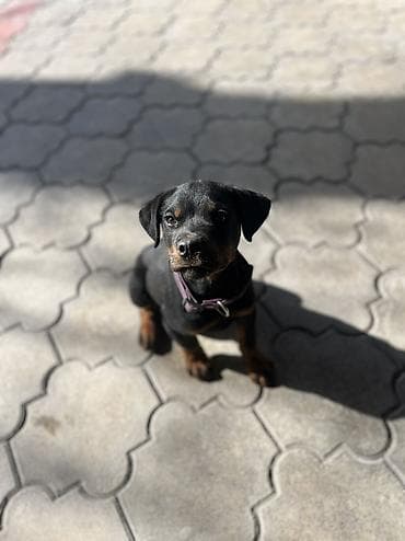 ДРЕССИРОВКА СОБАК | ГАРАНТИЯ РЕЗУЛЬТАТА Хотите послушного, спокойного — 10