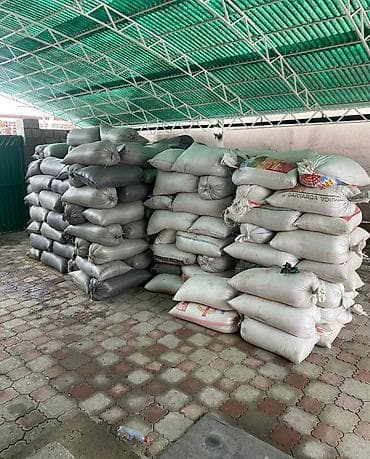 продаю вату: Семена еспарцеп 130сом 7жыл гарантия 100%Семена кукурузы МАНАС 1000 - — 2