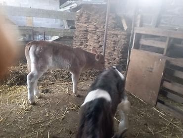 Собаки: Продаю | Музоо, торпок | На откорм | Искусственник — 2