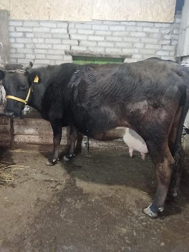 корова порода ала тоо: Продаю | Корова (самка) | Полукровка, Голштин, Алатауская | Для разведения, Для молока — 4