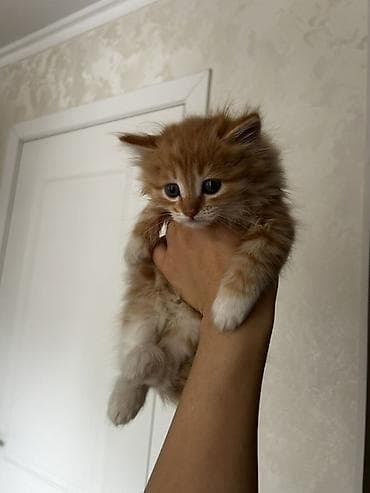 кошки свинкс: Рыжий пушистые их 2 — 2