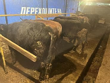 корм животным: Продаю | Бык (самец) | На откорм — 8