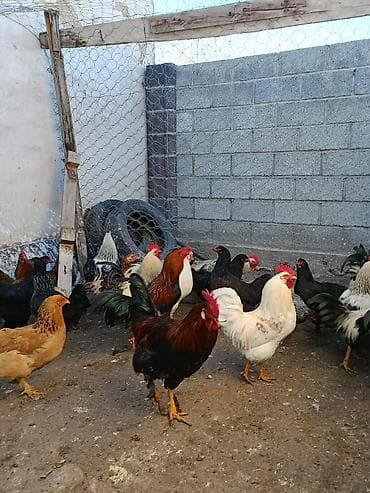 Продаю | Куры, Петух | Домашняя | Для разведения, Несушки at lalafo.kg Продаю | Куры, Петух | Домашняя | Для разведения, Несушки