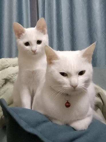 маленькие кошки: Американская короткошёрстная, 4 месяца, Мальчик, Белый — 1