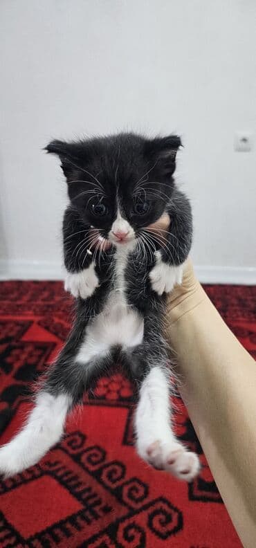 котята бенгальской кошки: Котята домашние, короткошёрстные. Окрас: - черно-белые «смокинги» — 3