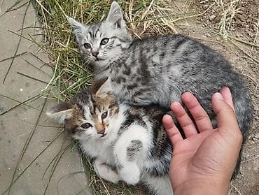 Продажа кошек: Беспородная, 3 месяца, Мальчик, Серый, Приучена к лотку — 9
