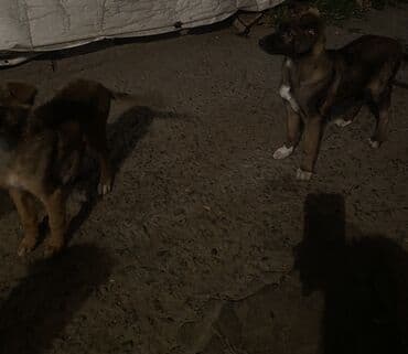 французский бульдог купить бишкек: Овчарка, 2 месяца, Самка — 8