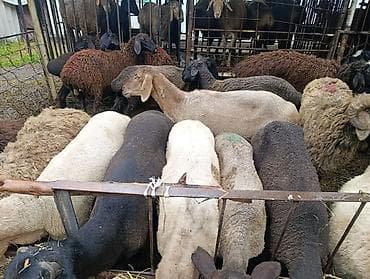 А/ч жаныбарларын сатам: Сатам | Ургаачы кой (ургаачы), Козу, Кочкор (эркек) | Союуга, Көбөйтүү үчүн — 9