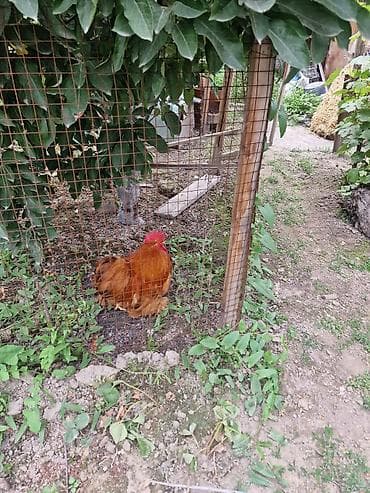 алабай алам: Продаю | Петух | Для разведения — 2