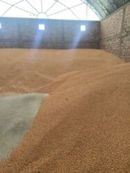 продаю связи с переездом: Продаю кукурузу оптом
кукуруза
жогору — 3