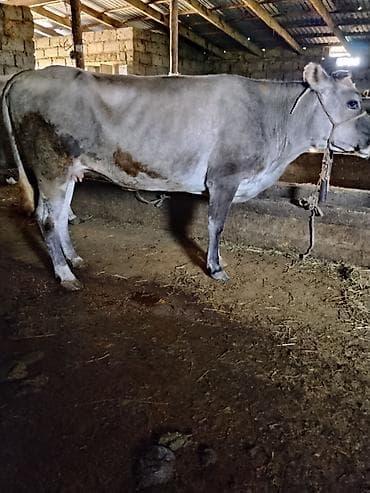 стоимость коровы в бишкеке: Продаю | Корова (самка) | Для молока | Привязанные — 2