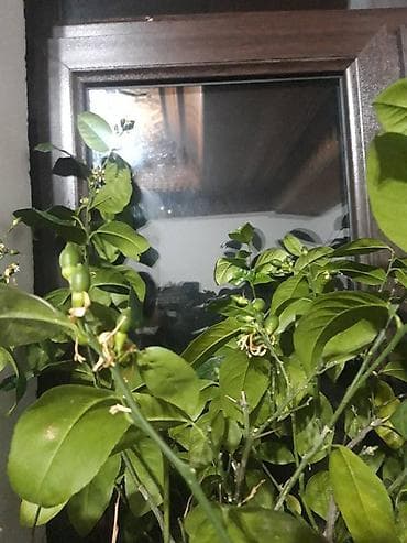 сулу урон: Лимон растение, отцвела, имеется более 30 плодов — 4