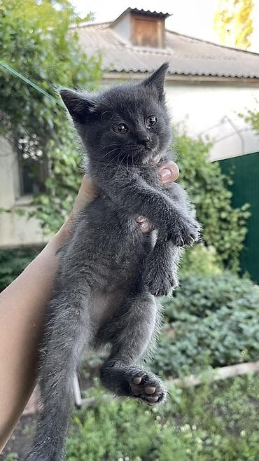 кошка серая: Отдам котят в добрые руки) полосатые и чисто серые котята с голубыми — 3