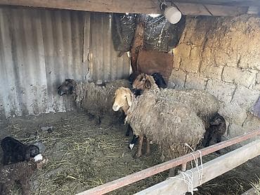 Кошки: Продаю | Овца (самка), Ягненок, Баран (самец) | Матка, Ярка, Ягнившаяся — 1