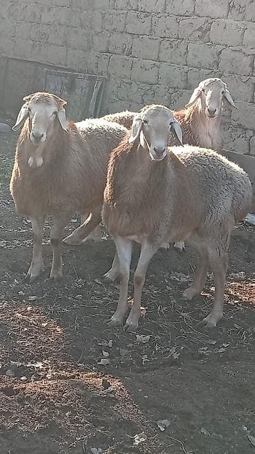 Продаю | Баран (самец) | Арашан | Для разведения at lalafo.kg Продаю | Баран (самец) | Арашан | Для разведения