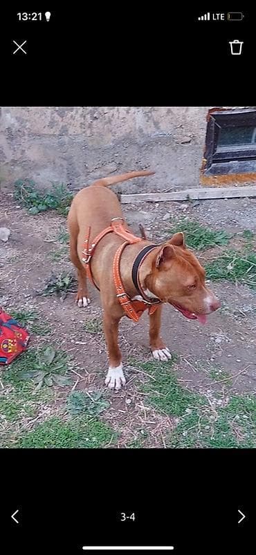 альфа стафф бишкек: Питбуль кубинский порода уши купированные ещё щенок агрессия не — 1