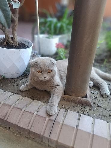 кошка рысь: Шотландская вислоухая кошка (Scottish Fold), окрас сплошной — 1