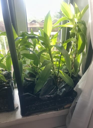 фумигатор от комаров бишкек: Продаю золотой ус Золотой ус используется широкого спектра — 2