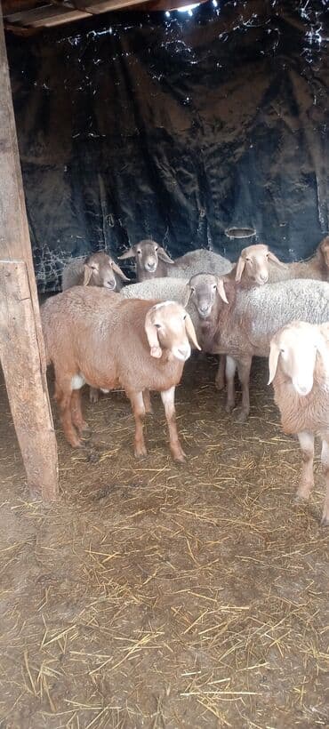 купить собаку доберман в бишкеке: Продаю | Овца (самка) | Для разведения | Матка — 2