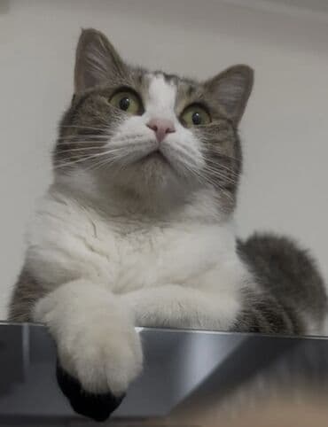 шотландская кошка бишкек: Кошка даром: Беспородная, 1 год, Девочка — 8