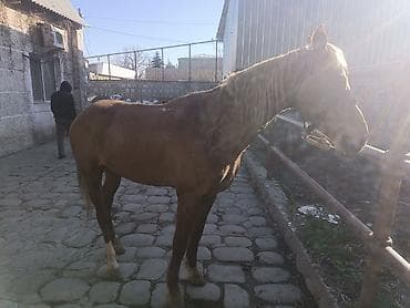 Аквариумдар: Сатам | Жылкы (эркек), Байтал | Жумушка | Мерин — 3