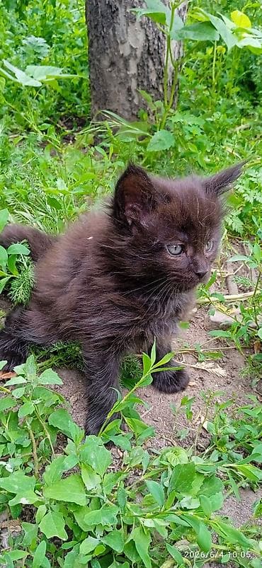продаю телёнок: Мейн-кун, 2 месяца, Девочка, Черный, Приучена к лотку — 4